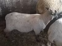 母羊, Sheep — 照片 1