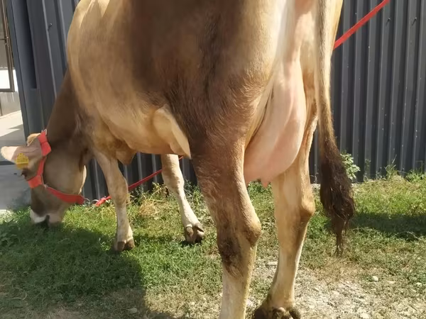 Krava, Swiss cattle