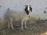 बकरियाँ (लॉट, लिंग निर्दिष्ट नहीं), Boer goat — फ़ोटो 4