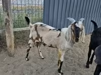 Теке, Nubian Goat — 1-сурет