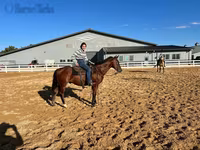 At, Quarter Horse — foto 4