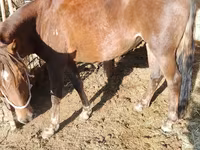 Kobila, French Trotter — fotografija 2