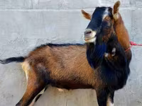 Goat, Alpine goat — photo 1