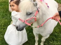 Mare, Miniature horse — photo 5