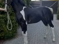Caballo, Dutch warmblood horse — foto 3