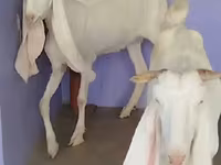Koza, Gulabi goats — fotografija 3