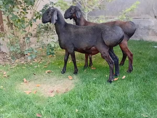 Bélier, Arashan sheep