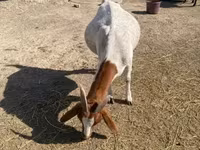 बकरी, Boer goat — फ़ोटो 6