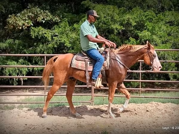 Pastuv, American paint horse