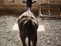 Bull, Brown Latvian — photo 1