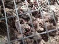 Quails — foto 6