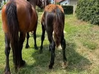 母马, Horses — 照片 3