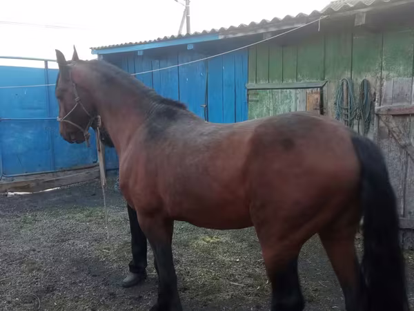 Кінь, Thoroughbred horse