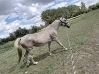 Kobila, Lipizzaner — fotografija 3