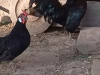Bantam — fotografija 2