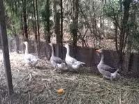 Geese — fotografija 1
