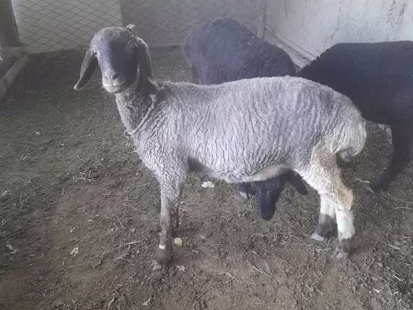 أغنام (دفعة، الجنس غير محدد), الأغنام