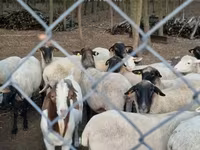 Qoyun, Tsigai sheep — foto 3
