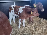 Buğa, Simmental cattle — foto 2