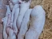 公猪, Pigs — 照片 2