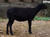 Schaf, Cameroon sheep — Foto 3