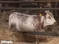 Kuh, Simmental cattle — Foto 2