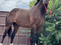 Pastuv, Thoroughbred horse — fotografija 2