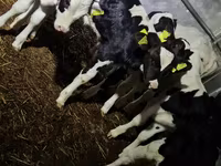Бик, Russian Black pied cattle — фото 5