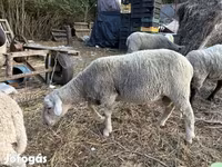 Ram, Merino sheep — photo 2