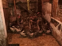 Geese — fotografija 1