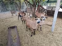 Brebis, Cameroon sheep — photo 5