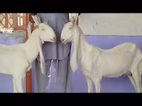 Koza, Gulabi goats — fotografija 5