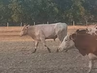Bik, Charolais cattle — fotografija 6