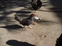 Guinea fowl — zdjęcie 2
