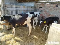 Kuh, Russian Black pied cattle — Foto 1