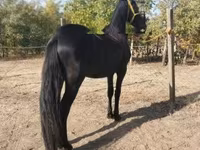 Caballo, Friesian — foto 4