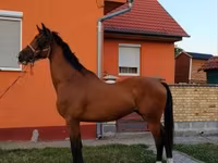 Hengst, Dutch warmblood horse — Foto 6