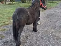 Cavalo, Cavalos — foto 5