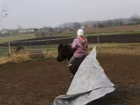 Koń, Shetland Pony — zdjęcie 3