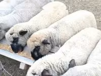 Bélier, Shroshire sheep — photo 1