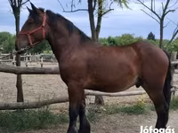 公马, Horses — 照片 1