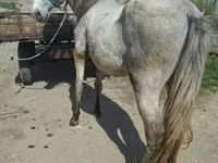 Hengst, Hungarian horse breed — Foto 3