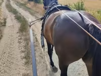 فرس, Nonius horse — الصورة 3