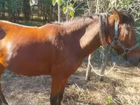 Égua, Cavalos — foto 3