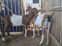 Koza, Nubian Goat — fotografija 1