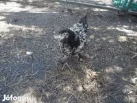 Chickens — 照片 5