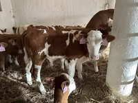 Bulle, Simmental cattle — Foto 2