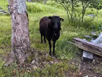 Ovan, Romanov sheep — fotografija 1