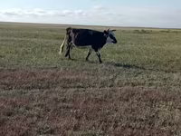 Krowa, Simmental cattle — zdjęcie 8