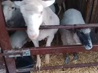 Қошқар, Merino sheep — 4-сурет